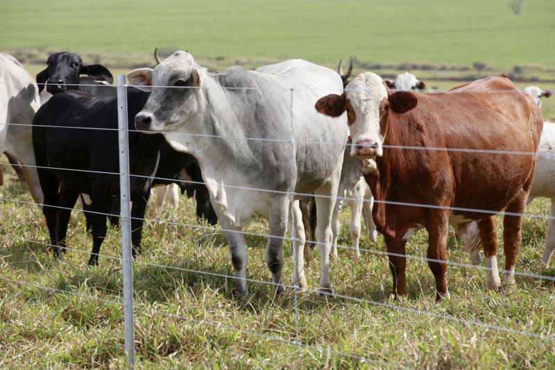 Livestock Fencing Installation